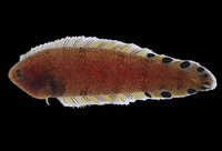 Symphurus oligomerus, Spotfin tonguefish: