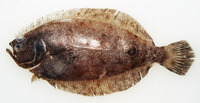 Paralichthys patagonicus, Patagonian flounder: fisheries