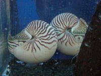 Nautilus pompilius - Chambered Nautilus