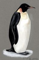 Image of: Aptenodytes forsteri (emperor penguin)