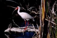 Image of: Eudocimus albus (white ibis)