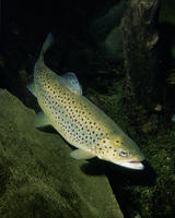 Image of: Salmo trutta (brown trout)