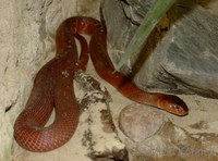 Naja mossambica - Red Spitting Cobra