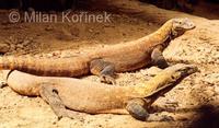 Varanus komodoensis - Komodo Dragon