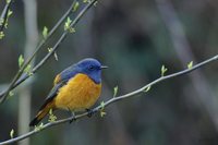 Blue-fronted Redstart - Phoenicurus frontalis