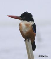 藍翡翠  	Black-capped Kingfisher  	Halcyon pileata