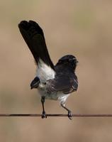 Willy-Wagtail