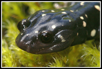 : Aneides flavipunctatus; Black Salamander