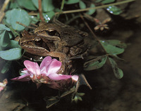: Rana tsushimensis; Tsushima Brown Frog