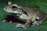 : Smilisca baudinii; Mexican Treefrog