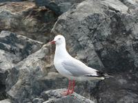 : Larus novaehollandiae; Silver Gull