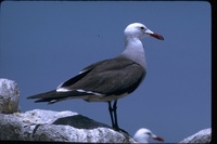 : Larus heermanni; Heermann's Gull