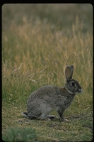 : Oryctolagus cuniculus; European Rabbit