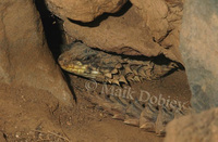 : Cordylus giganteus; Giant Girdled Lizard