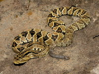 : Crotalus simus culminatus; Northwest Neotropical Rattlesnake