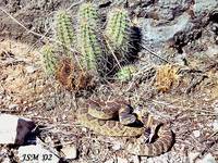 : Crotalus viridis ssp.; Western Rattlesnake