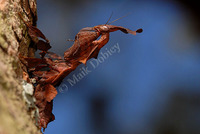 : Phyllocrania paradoxa; Ghost Praying Mantis