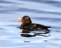 Tufted Puffin. 1 October 2006. Photo by Jay Gilliam