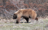 Grizzly Bear at Denali. Photo by Rick Taylor. Copyright Borderland Tours. All rights reserved.