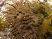 갈색꽃해변말미잘