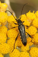 Stenopterus ater ater
