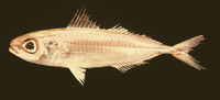 Ariomma bondi, Silver-rag driftfish: fisheries