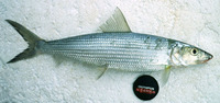 Albula neoguinaica, Sharpjaw bonefish: fisheries, bait