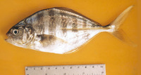Hemicaranx leucurus, Yellowfin jack: fisheries, gamefish