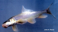 Catostomus latipinnis, Flannelmouth sucker: gamefish