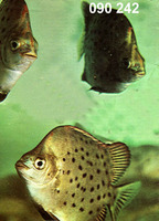 Scatophagus argus, Spotted scat: fisheries, aquaculture, aquarium