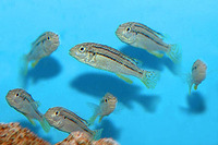 Melanochromis loriae, :