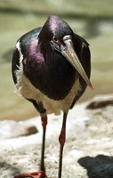 Ciconia abdimii - Abdim's Stork