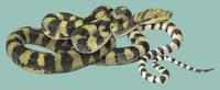 Image of: Morelia tracyae (Halmahera python)