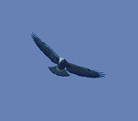 Swainson's Hawk (Buteo swainsoni) photo