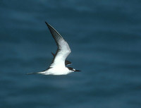 Sooty Tern (Sterna fuscata) photo