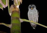 San Isidro Mystery Owl (Strix sanisidroensis) photo