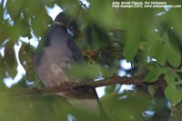 Ashy Wood-Pigeon - Columba pulchricollis