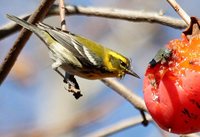 Townsend's Warbler - Dendroica townsendi
