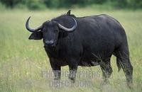 Savannah buffalo , Syncerus caffer caffer , Hwange National Park , Zimbabwe stock photo