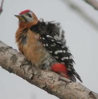 Rufous-bellied Woodpecker Picoides hyperythrus