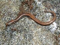 : Batrachoseps gregarius; Gregarious Slender Salamander