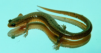 : Eurycea multiplicata multiplicata; Many-ribbed Salamander