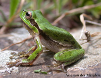 : Hyla sarda; Sardinian Tree Frog