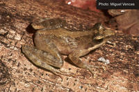 : Natalobatrachus bonebergi; Boneberg's Frog