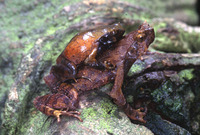 : Ophryophryne pachyprocta