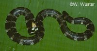 : Cylindrophis ruffus; Pipe Snake