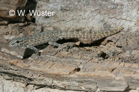 : Pristurus rupestris; Semaphore Gecko