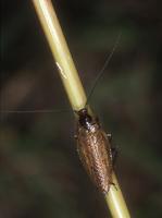 Ectobius lapponicus - Dusky Cockroach