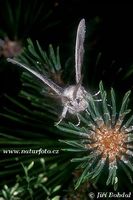 Dendrolimus pini - Pine-tree Lappet