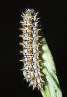 Melitaea didyma - Spotted Fritillary